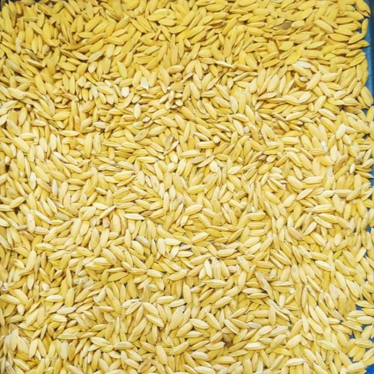 PADDY-RICE