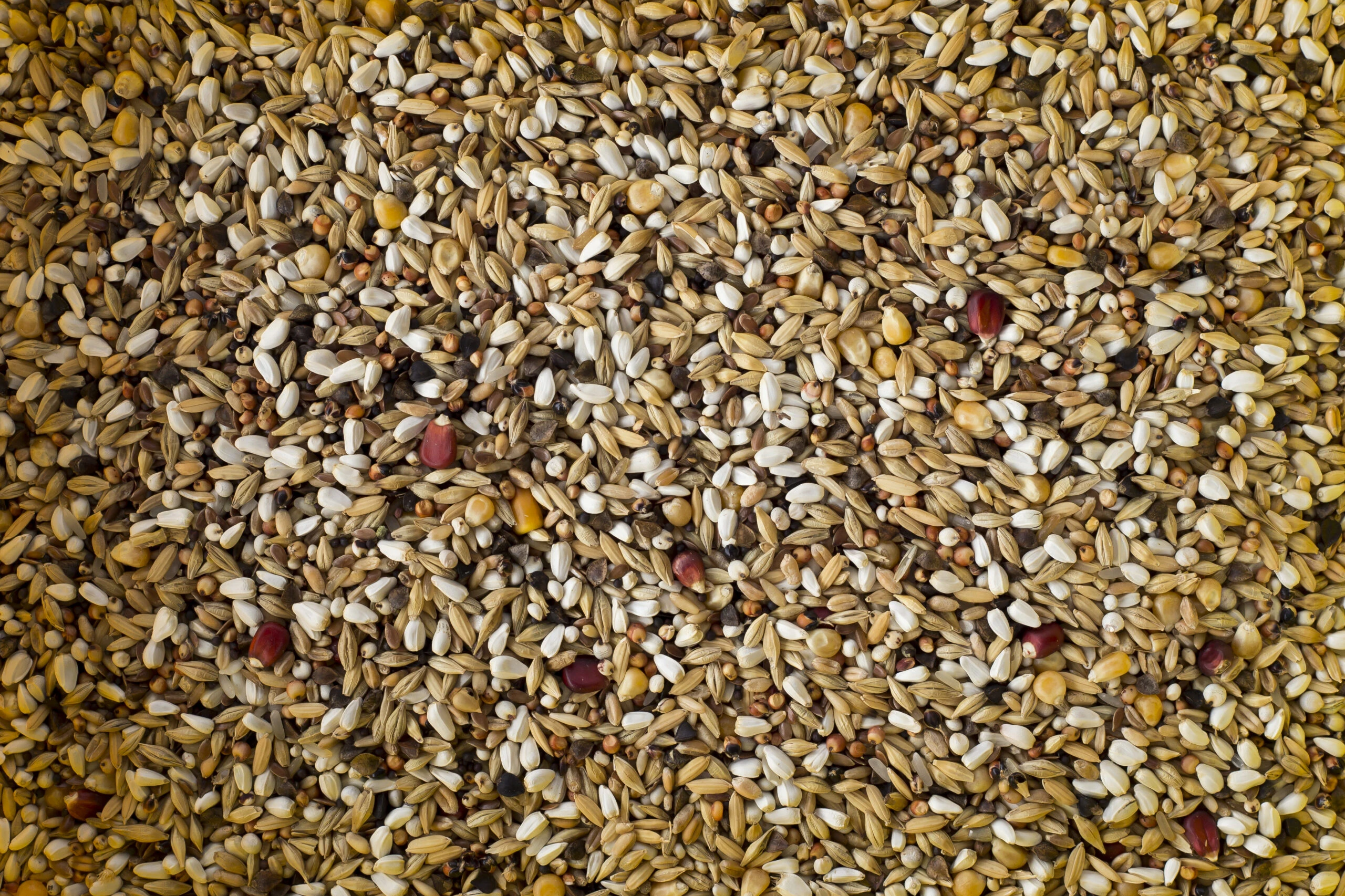 PIGEON DEPURATIVE PIGEON DEPURATIVE