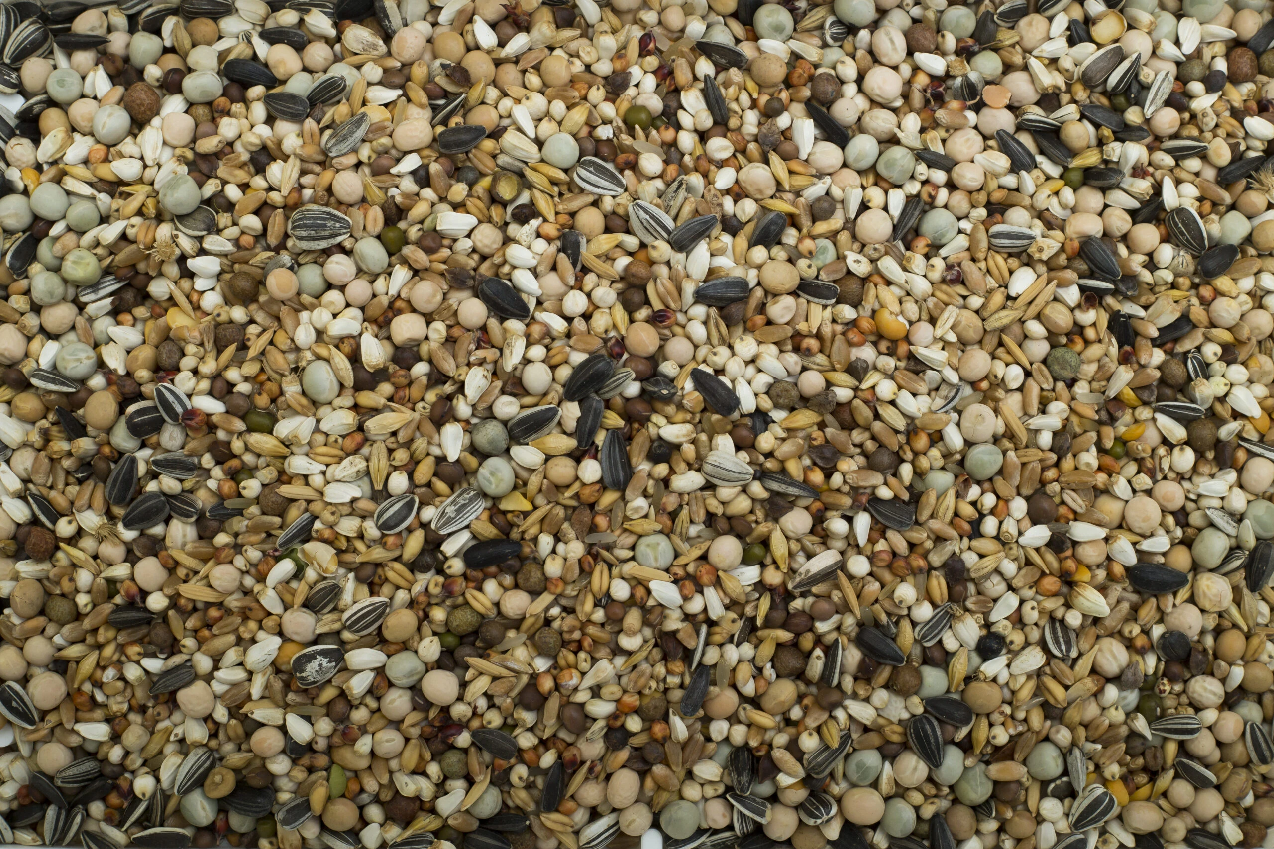 PIGEON JUNIOR PIGEON JUNIOR