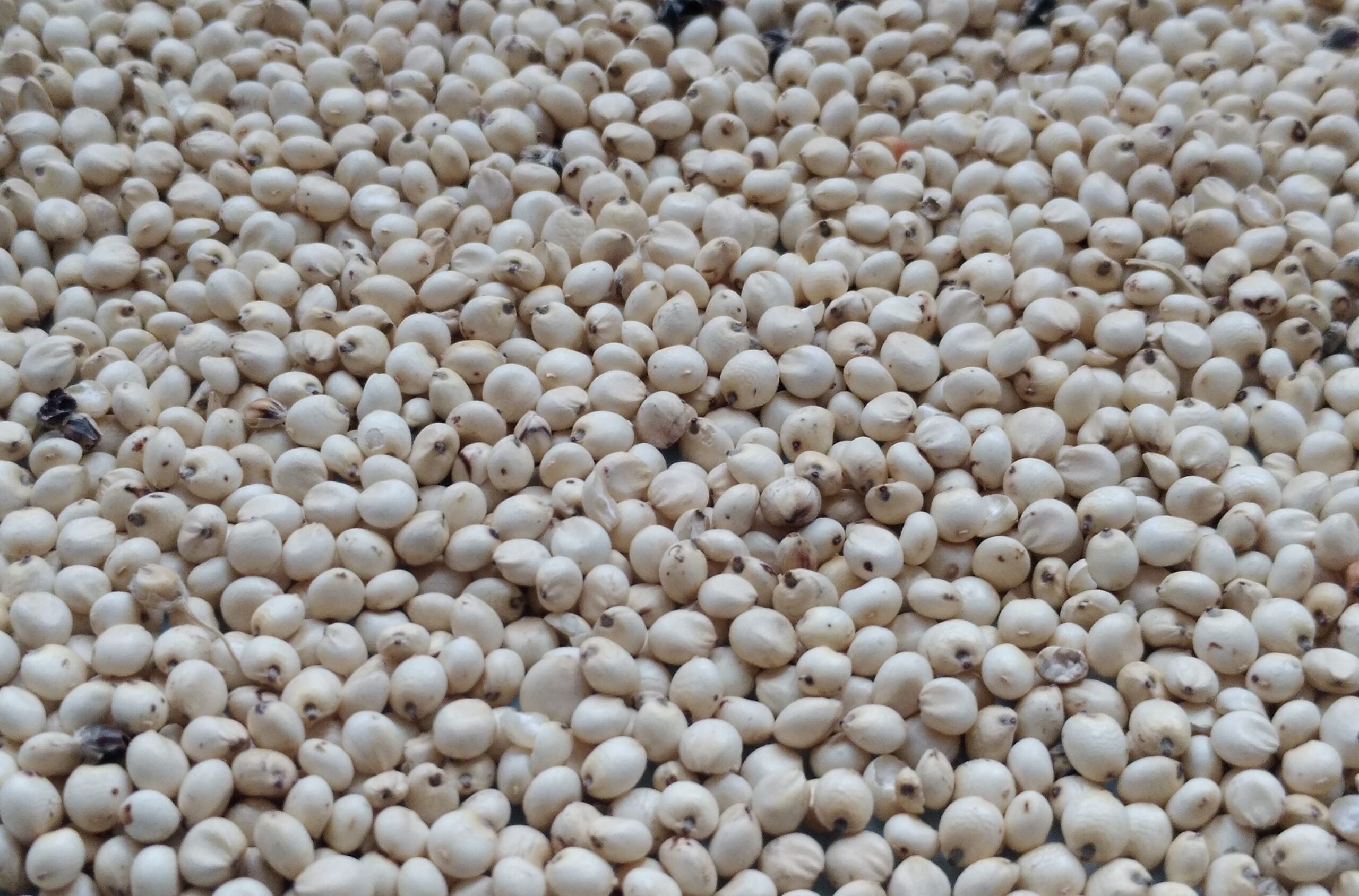 Semi Di Sorgo Bianco Scoppiettante – 50 Semi Per Coltivazione E Orto